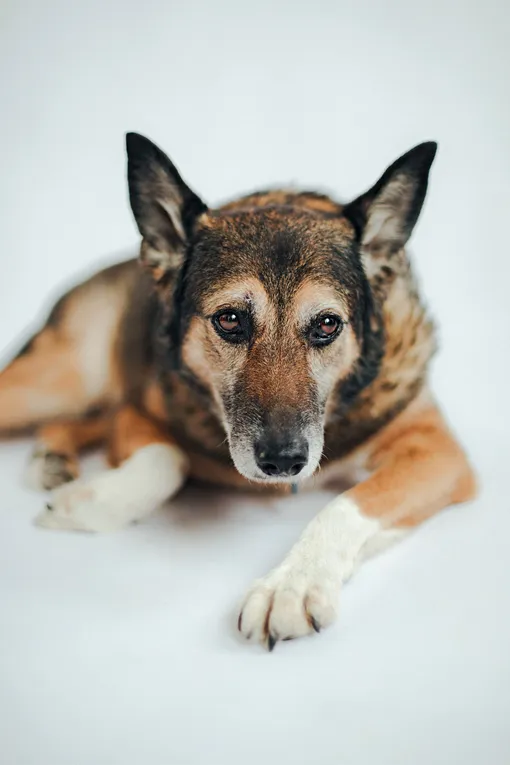 Дворняга Клим Дворняга Клим