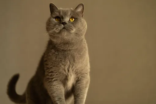 британская кошка фото британская кошка фото