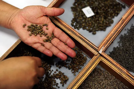 Лунный посевной календарь садовода и огородника на неделю с 1 по 7 января 2024 года