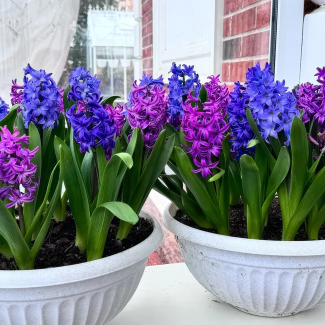 Круговорот цветов в кашпо или весеннее цветение стартует осенью: мастер-класс от Екатерины Весны Круговорот цветов в кашпо или весеннее цветение стартует осенью: мастер-класс от Екатерины Весны