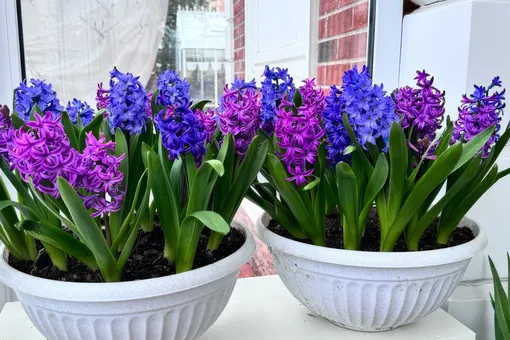 Круговорот цветов в кашпо или весеннее цветение стартует осенью: мастер-класс от Екатерины Весны Круговорот цветов в кашпо или весеннее цветение стартует осенью: мастер-класс от Екатерины Весны