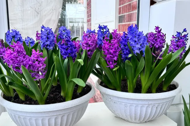 Круговорот цветов в кашпо или весеннее цветение стартует осенью: мастер-класс от Екатерины Весны Круговорот цветов в кашпо или весеннее цветение стартует осенью: мастер-класс от Екатерины Весны