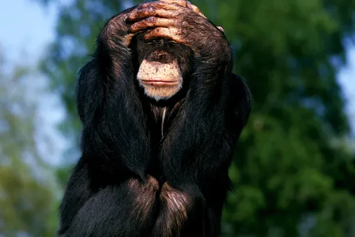 Пожилые приматы выбирают друзей по тем же признакам, что и пенсионеры Пожилые приматы выбирают друзей по тем же признакам, что и пенсионеры