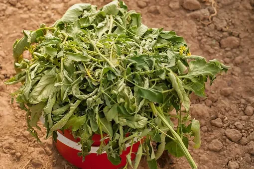 Секрет огородников: что можно сделать из томатной ботвы Секрет огородников: что можно сделать из томатной ботвы