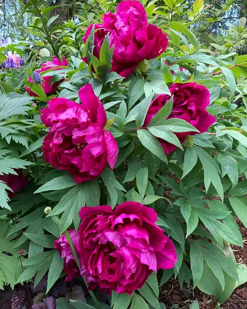 Пион «Шимадайджин» Пион «Шимадайджин»