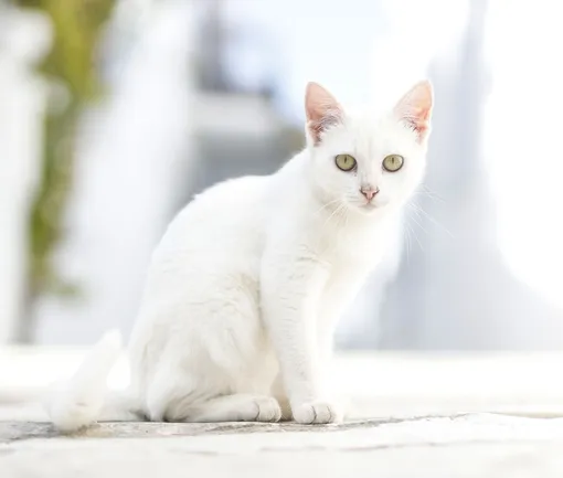 белая кошка белая кошка