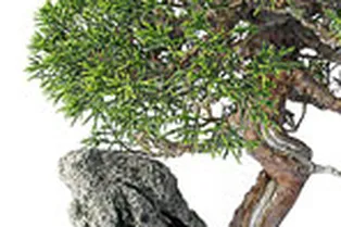 Фэн-шуй кухни> Cовет астролога