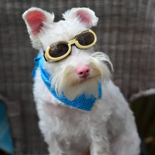 собаки в очках