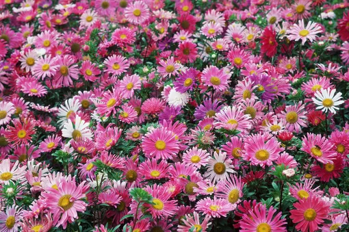 Астры любят рассеянный солнечный свет и умеренно влажную почву