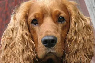 В Новосибирской области появился свой Хатико. Пес до сих пор ждет свою погибшую хозяйку