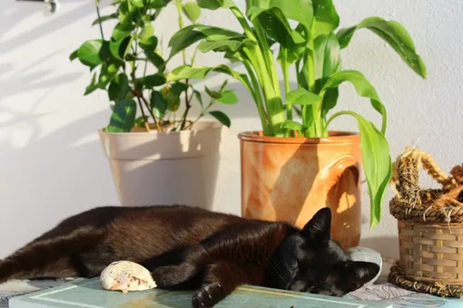 Тёщин язык или фиалка: какой вы цветок по месяцу рождения Тёщин язык или фиалка: какой вы цветок по месяцу рождения