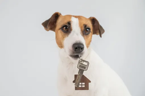 джек рассел терьер порода джек рассел терьер порода