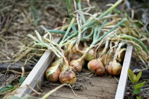 Уборка лука — как выбрать правильный момент