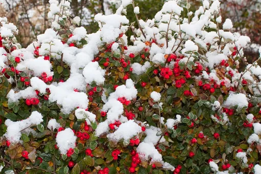 Эти 5 кустов красных ягод украсят ваш сад зимой — один красивее другого