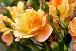 Что любимый цветок говорит о человеке? 10 типов женских характеров