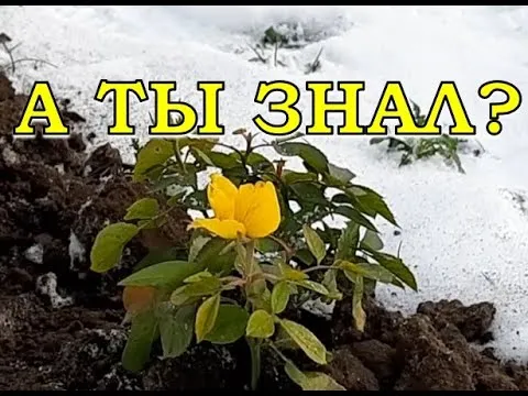 Нажми и смотри