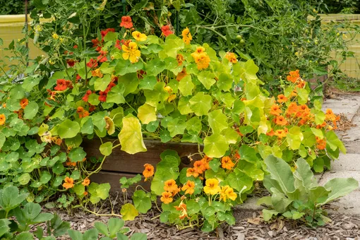 Настурция рядом с томатами Настурция рядом с томатами
