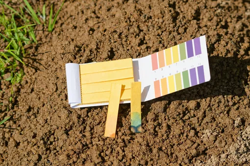 Задержка роста, вянущие листья, отсутствие цветов: 6 проблем, причина которых кроется в качестве почвы Задержка роста, вянущие листья, отсутствие цветов: 6 проблем, причина которых кроется в качестве почвы