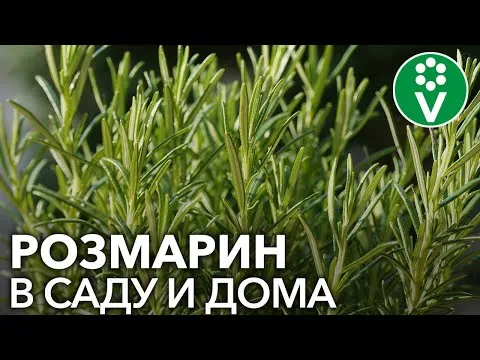 Нажми и смотри