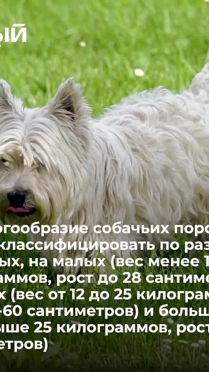 Нажми и смотри