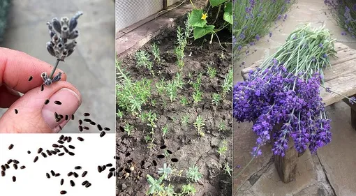 Преимущества и недостатки посева лаванды в августе Преимущества и недостатки посева лаванды в августе