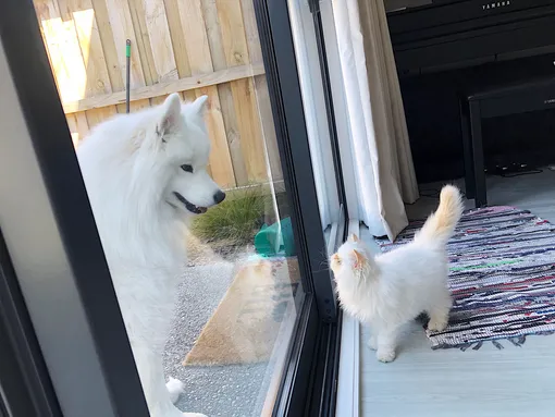 Самоед и кот