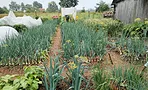 Мульчирование грядок соломой: личный опыт редактора, который забыл про прополку Мульчирование грядок соломой: личный опыт редактора, который забыл про прополку