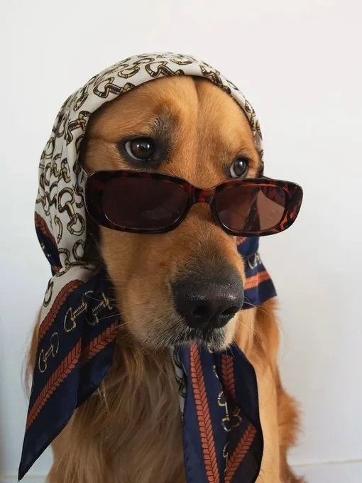 собака в очках