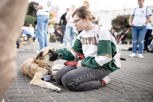 фестиваль «собаки, которые любят» фестиваль «собаки, которые любят»