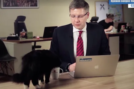 Мэр давал интервью, когда в кадре появилась его кошка... Мэр давал интервью, когда в кадре появилась его кошка...