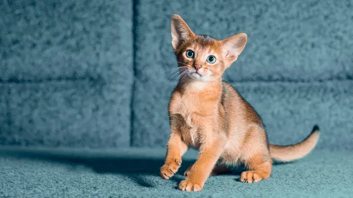 абиссинская кошка