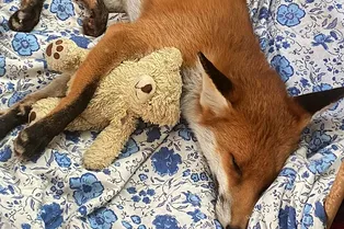 Мужчина приютил слепого лисенка. У него хорошая компания – олень и собака