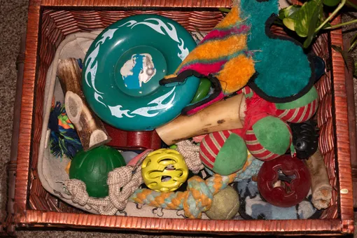 Вещи для животных