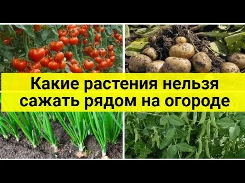 Нажми и смотри