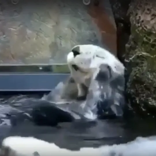 Нажми и смотри