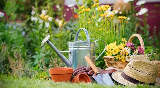 Лунный посевной календарь садовода и огородника на неделю с 25 по 31 августа 2025 года