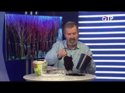 Нажми и смотри