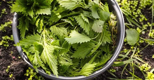 Крапива — хорошее удобрение