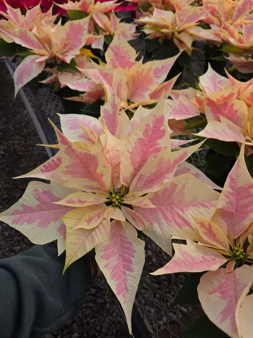 мраморная пуансеттия