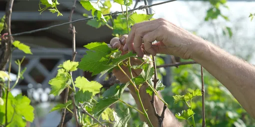 Подвязывание ветвей виноградной лозы Подвязывание ветвей виноградной лозы