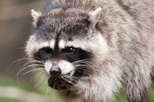 Зоопарк на дому: россияне всё чаще стали заводить экзотических животных Зоопарк на дому: россияне всё чаще стали заводить экзотических животных