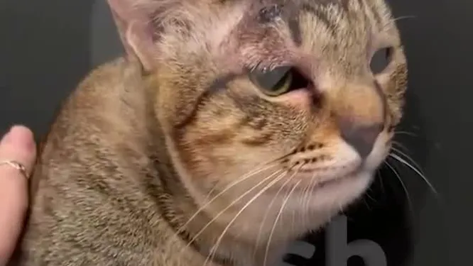 Нажми и смотри