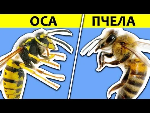 Нажми и смотри