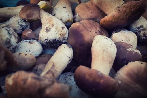 В Подмосковье появились белые грибы В Подмосковье появились белые грибы