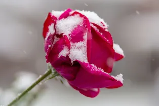 Заморозки в июне: каким регионам не повезёт в ближайшее время