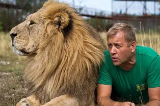 Льва, напавшего на владельца парка «Тайган», отправят в зоопарк для размножения