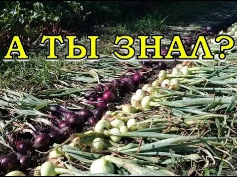 Нажми и смотри