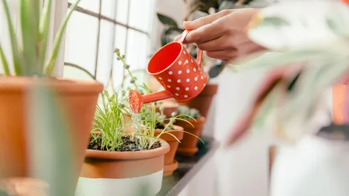 Нерегулярный или неправильный полив офисных растений