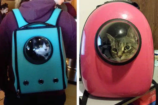 Самая правильная кошачья переноска