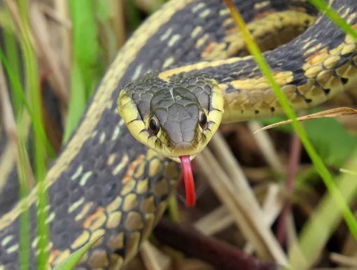 Африканская подвязочная змея